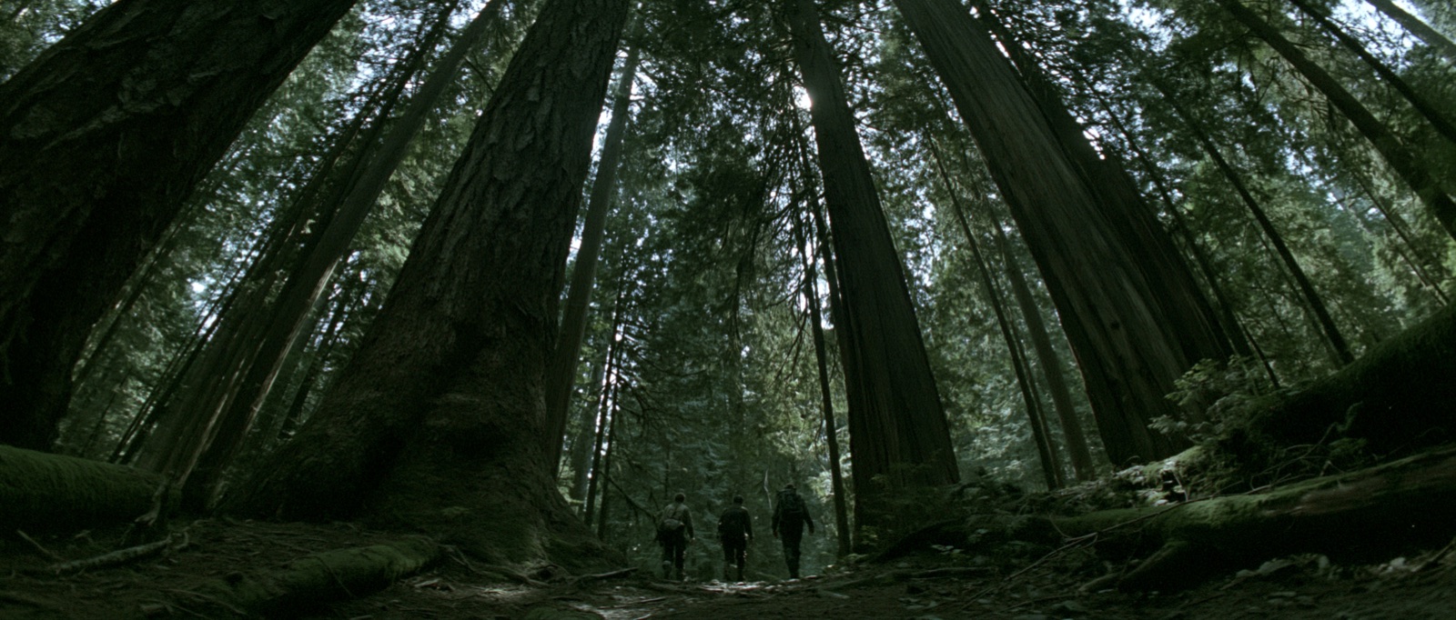 三人进森林 Into the Forest